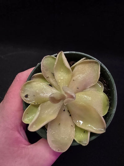 Pinguicula Blush #04