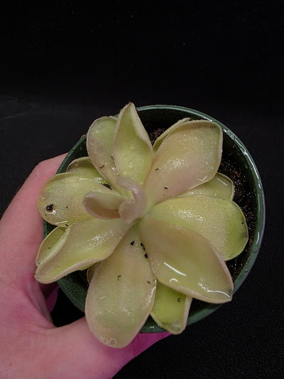 Pinguicula Blush #04