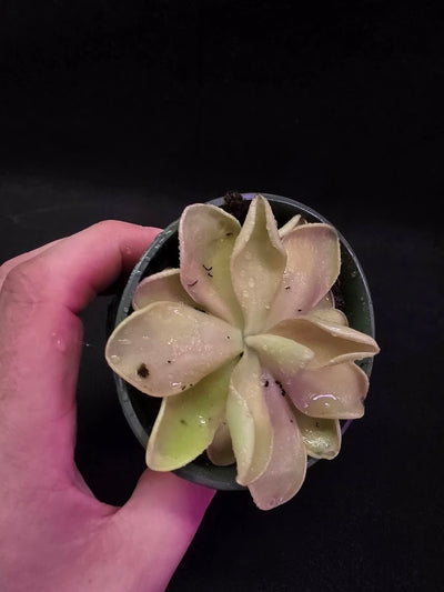 Pinguicula Blush #04