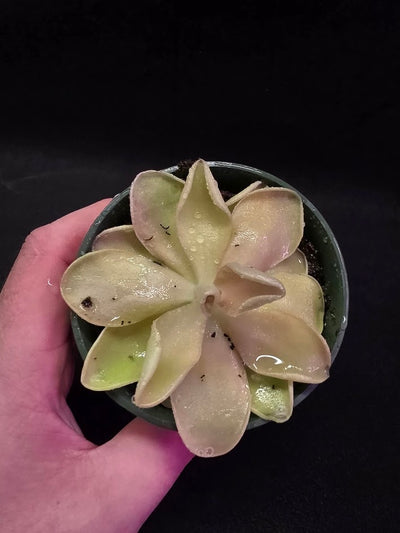 Pinguicula Blush #04