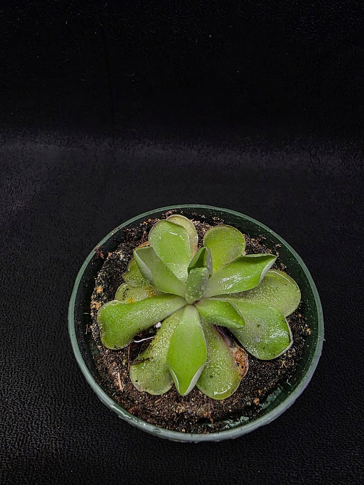 Pinguicula Blush #05