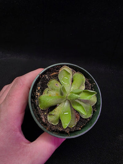 Pinguicula Blush #05