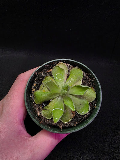 Pinguicula Blush #05