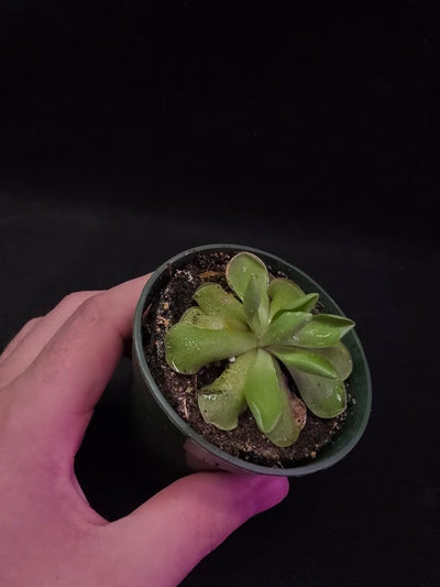 Pinguicula Blush #05