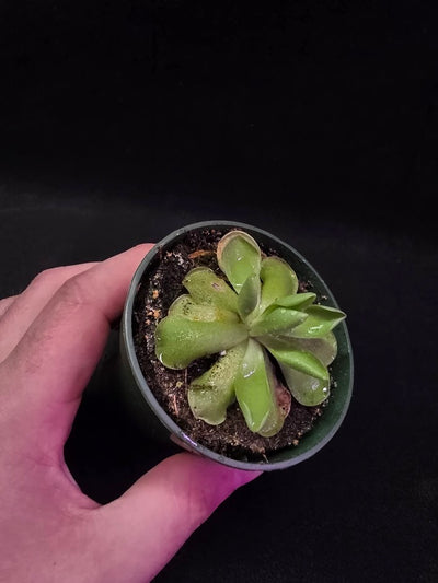 Pinguicula Blush #05