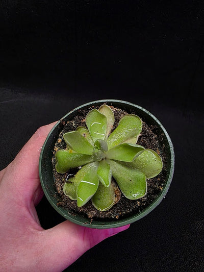 Pinguicula Blush #05