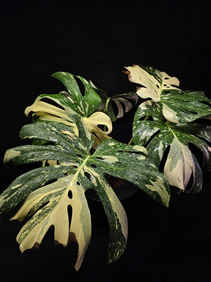 Monstera Thai Constellation Cream Brulee Hydroponic 3 Gallon System #01