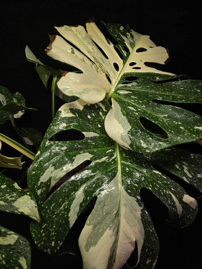 Monstera Thai Constellation Cream Brulee Hydroponic 3 Gallon System #01
