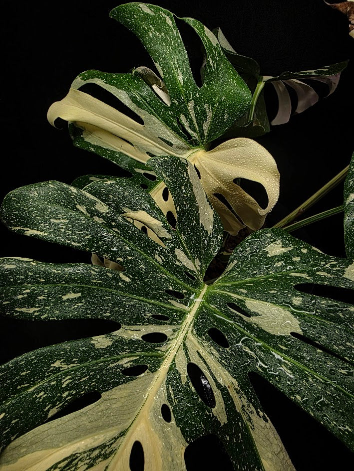 Monstera Thai Constellation Cream Brulee Hydroponic 3 Gallon System #01