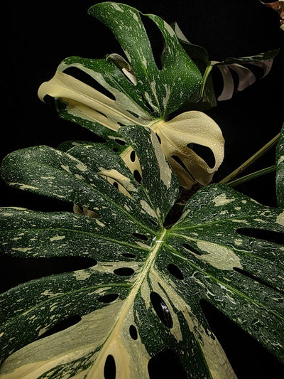 Monstera Thai Constellation Cream Brulee Hydroponic 3 Gallon System #01