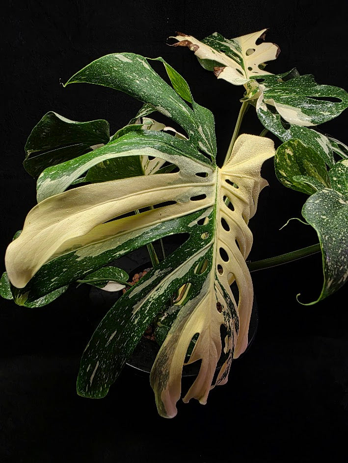 Monstera Thai Constellation Cream Brulee Hydroponic 3 Gallon System #01