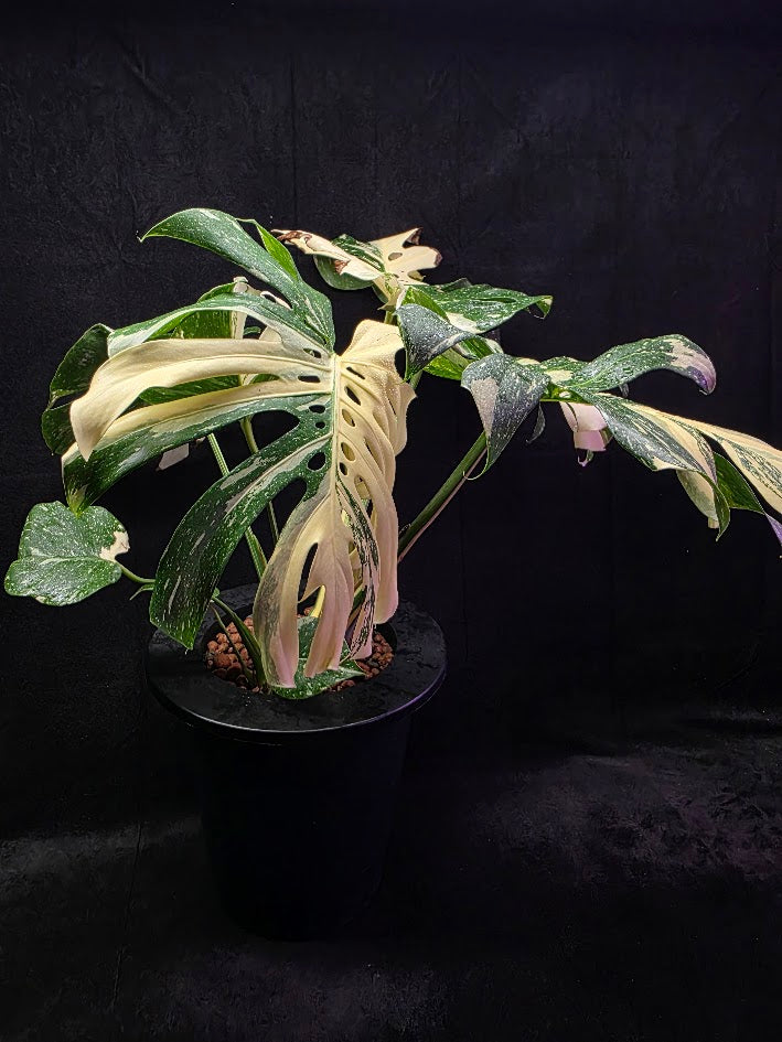 Monstera Thai Constellation Cream Brulee Hydroponic 3 Gallon System #01