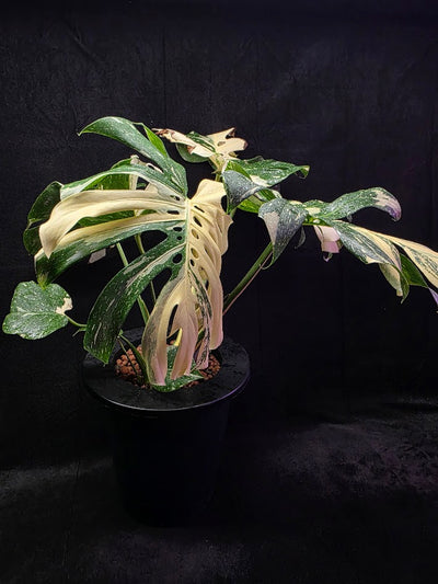 Monstera Thai Constellation Cream Brulee Hydroponic 3 Gallon System #01