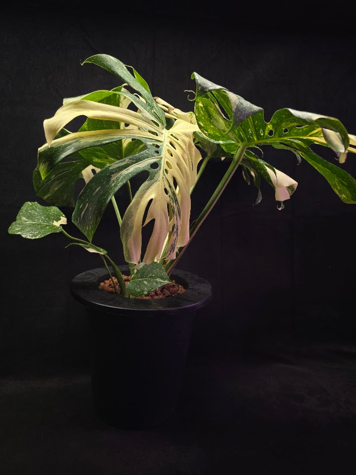 Monstera Thai Constellation Cream Brulee Hydroponic 3 Gallon System #01