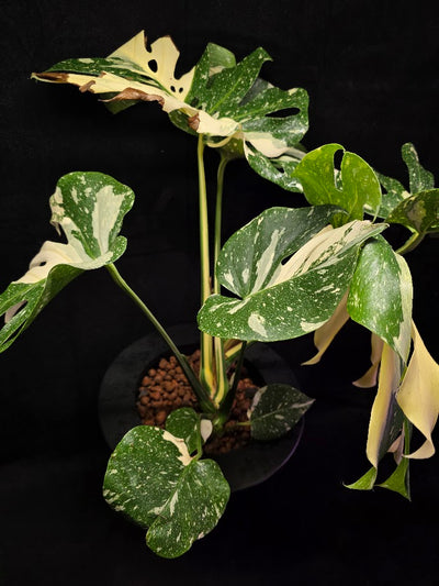 Monstera Thai Constellation Cream Brulee Hydroponic 3 Gallon System #01