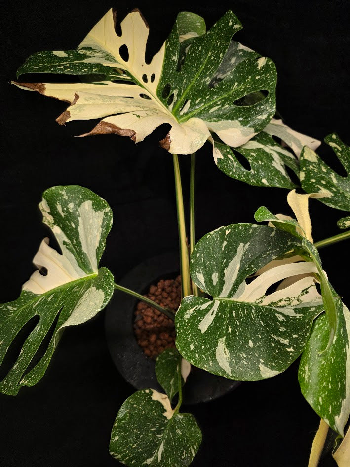 Monstera Thai Constellation Cream Brulee Hydroponic 3 Gallon System #01