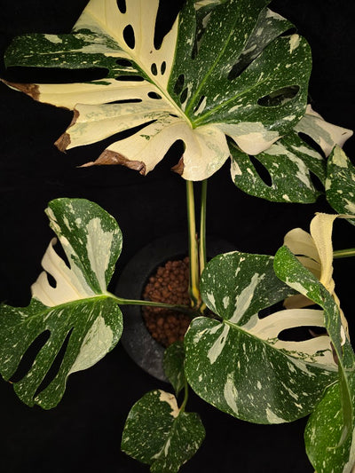Monstera Thai Constellation Cream Brulee Hydroponic 3 Gallon System #01