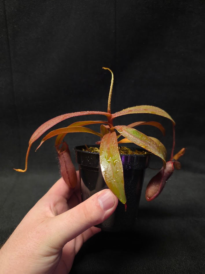 Nepenthes Rebecca Soper #01