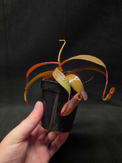 Nepenthes Rebecca Soper #01