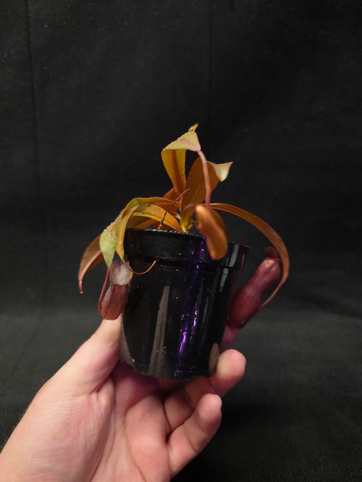 Nepenthes Rebecca Soper #01