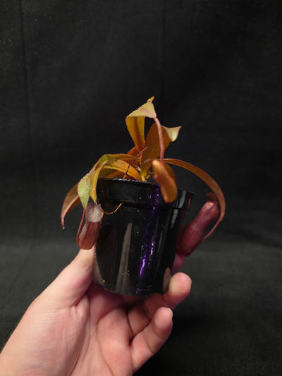 Nepenthes Rebecca Soper #01
