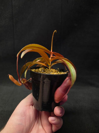 Nepenthes Rebecca Soper #01