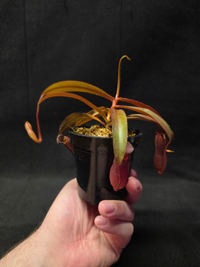Nepenthes Rebecca Soper #01