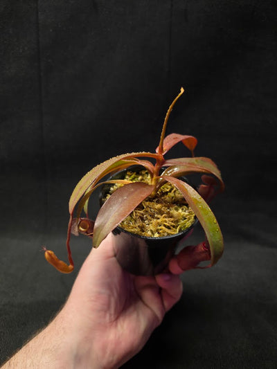 Nepenthes Rebecca Soper #01
