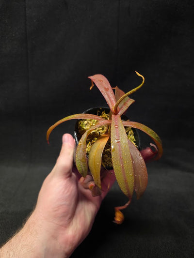 Nepenthes Rebecca Soper #01