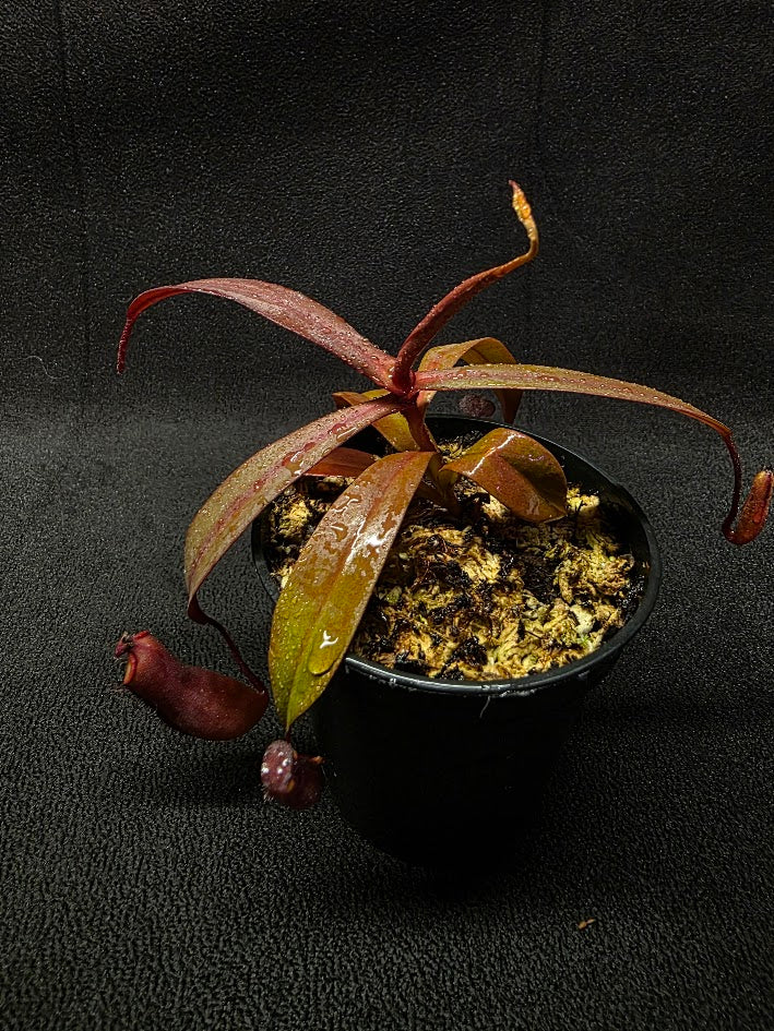 Nepenthes Rebecca Soper #02