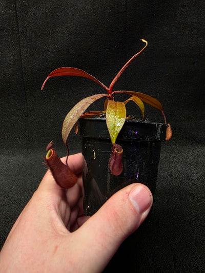 Nepenthes Rebecca Soper #02