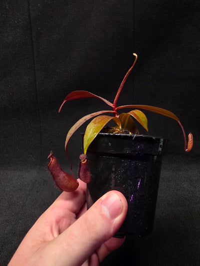 Nepenthes Rebecca Soper #02
