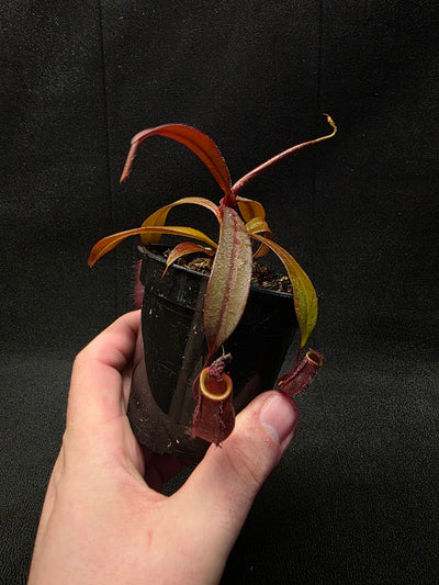 Nepenthes Rebecca Soper #02