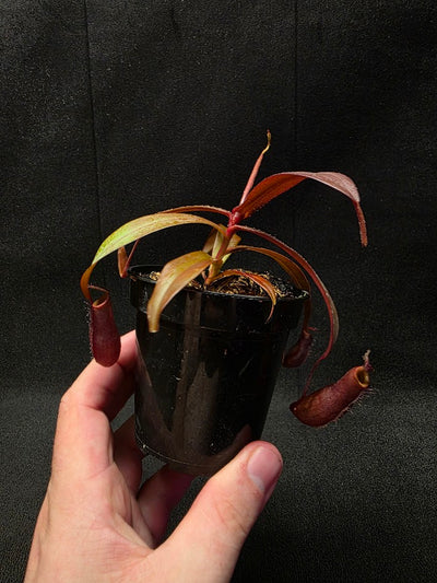 Nepenthes Rebecca Soper #02