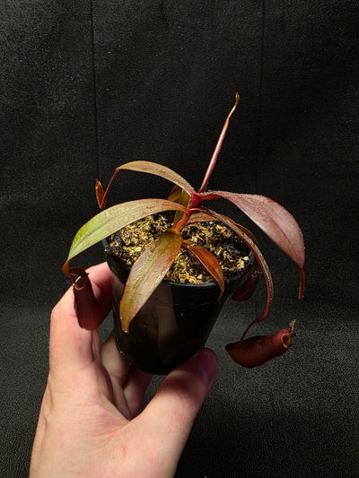 Nepenthes Rebecca Soper #02