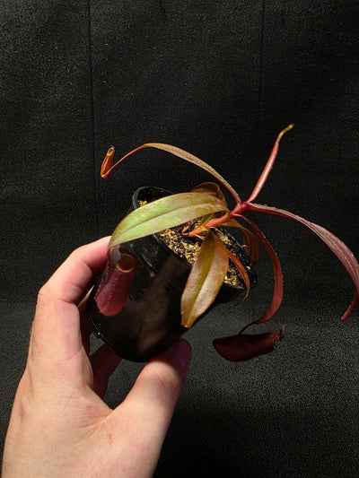Nepenthes Rebecca Soper #02