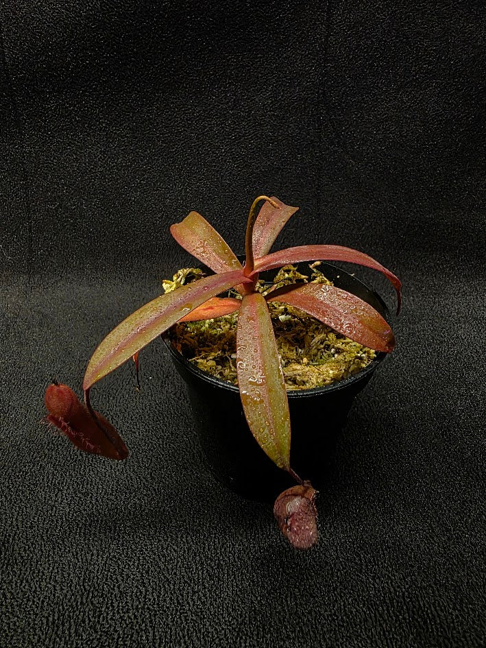 Nepenthes Rebecca Soper #03