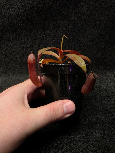 Nepenthes Rebecca Soper #03