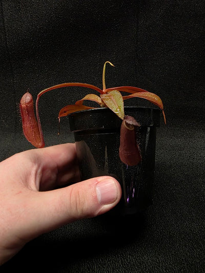 Nepenthes Rebecca Soper #03