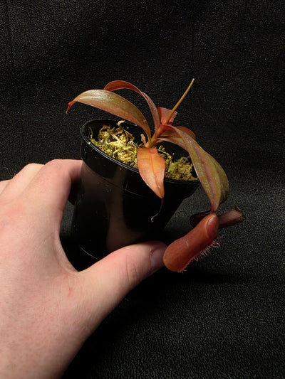 Nepenthes Rebecca Soper #03