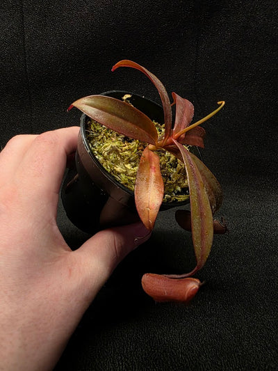 Nepenthes Rebecca Soper #03