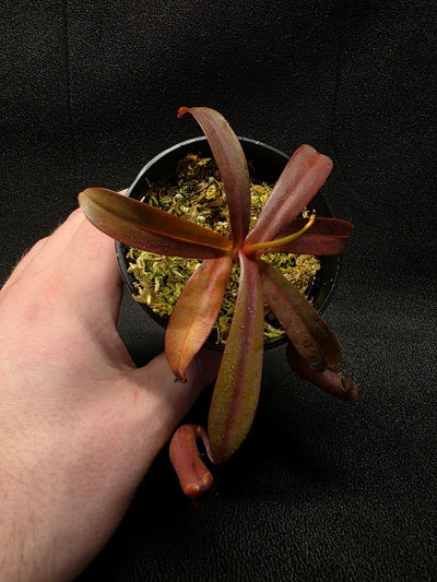 Nepenthes Rebecca Soper #03