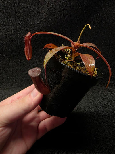 Nepenthes Rebecca Soper #03