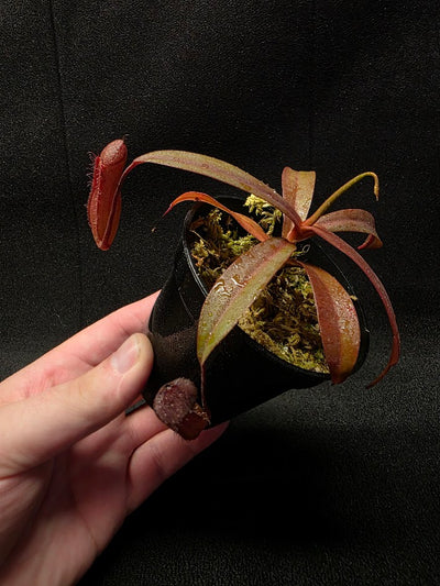 Nepenthes Rebecca Soper #03