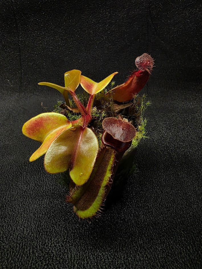 Nepenthes Truncata Red Flush F2 #01