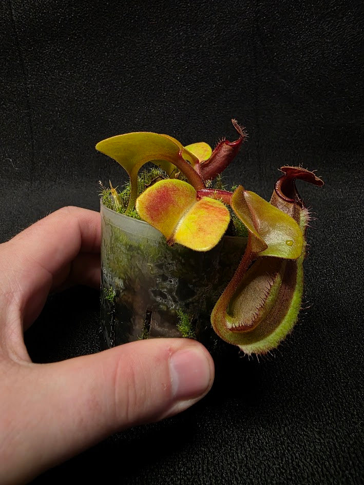 Nepenthes Truncata Red Flush F2 #01