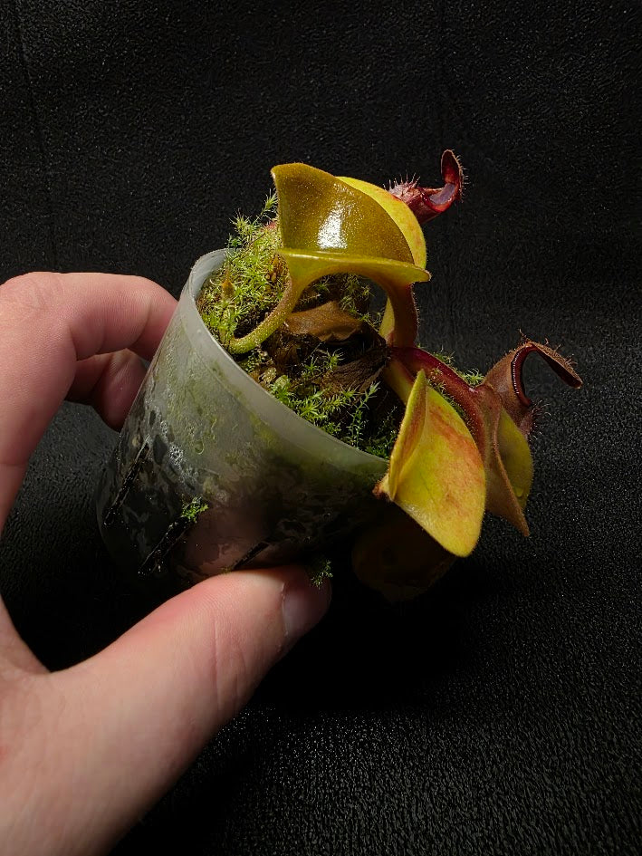 Nepenthes Truncata Red Flush F2 #01