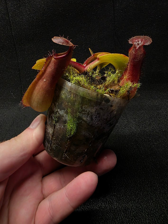 Nepenthes Truncata Red Flush F2 #01