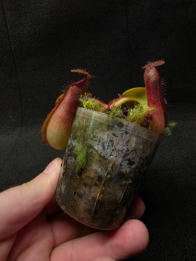 Nepenthes Truncata Red Flush F2 #01