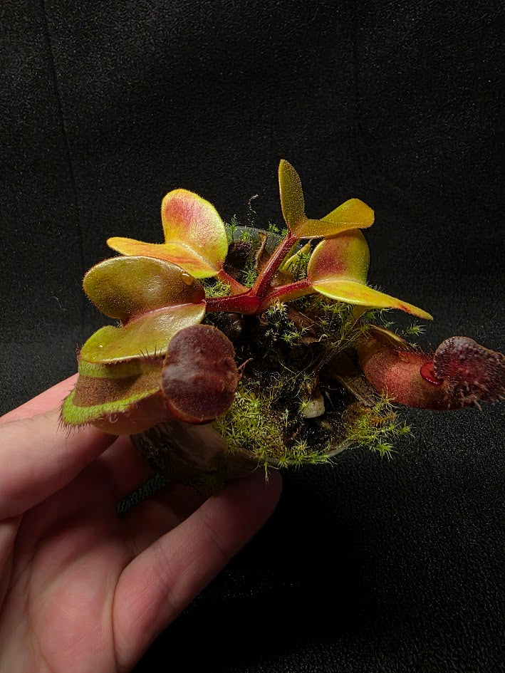 Nepenthes Truncata Red Flush F2 #01